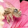 Apis mellifera